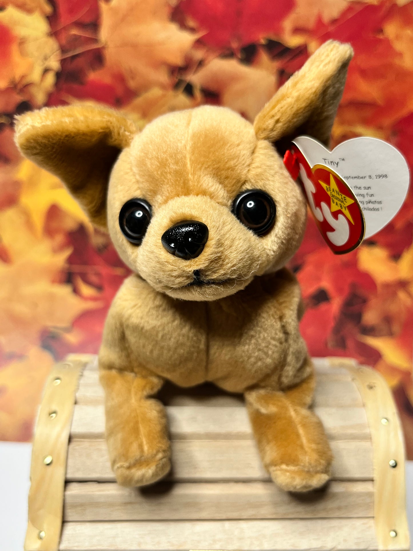 Ty Beanie Babies “Tiny” The Chihuahua, September 8 1998