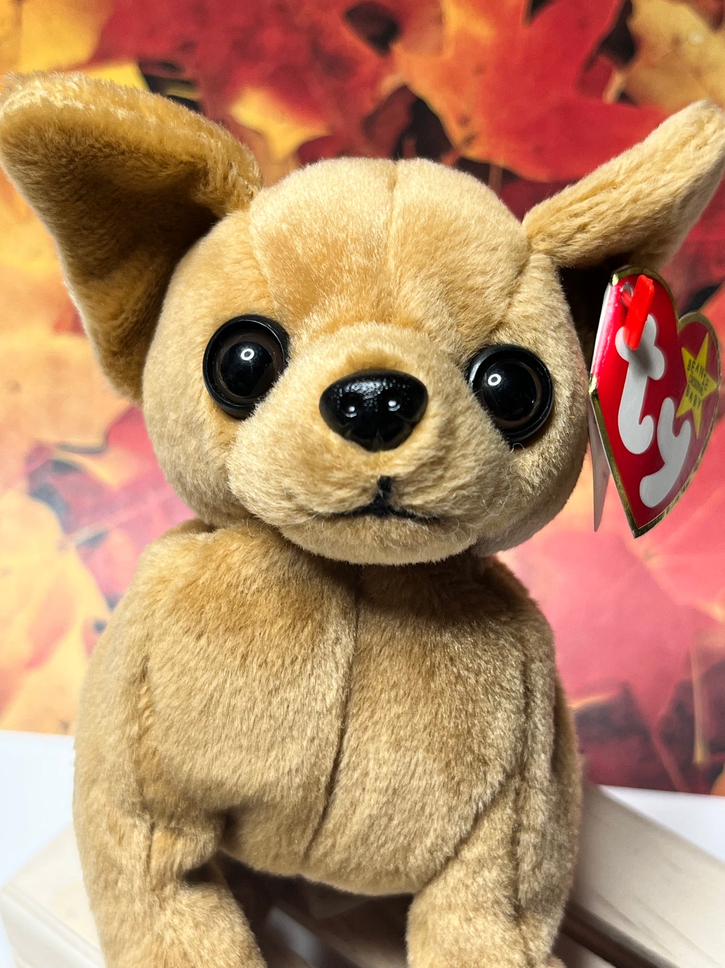 Ty Beanie Babies “Tiny” The Chihuahua, September 8 1998